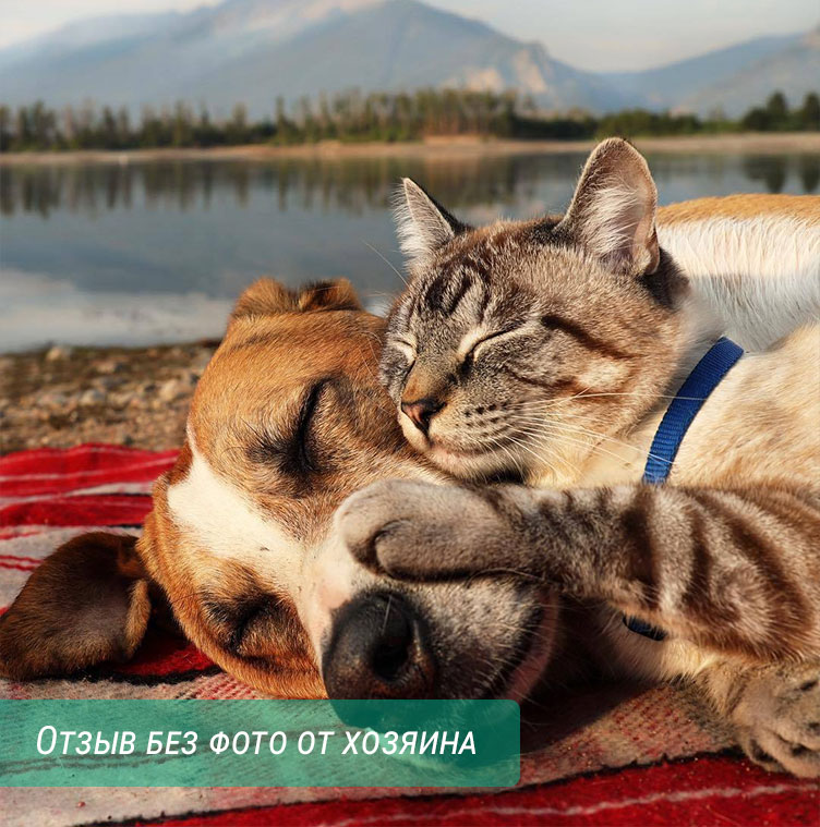 кошка и собака